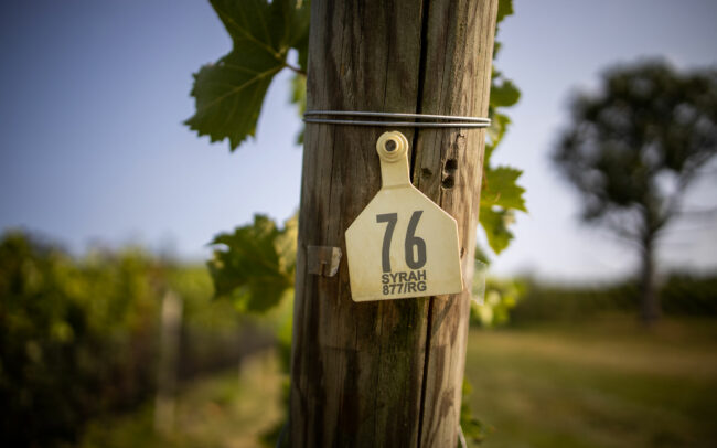 Tag for 76 Syrah vineyard row
